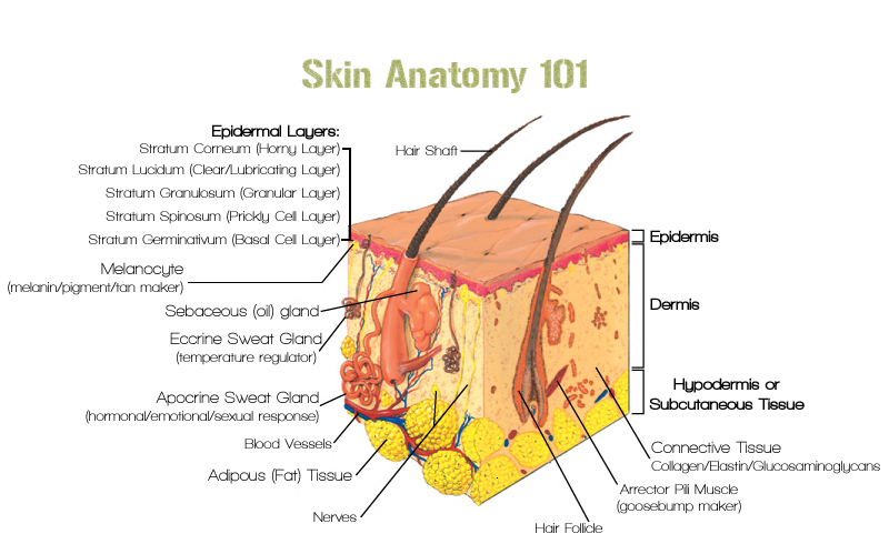 Skin Anatomy 101